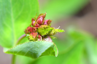 Hypericum richeri